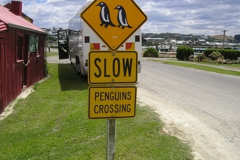 penguin attention 1