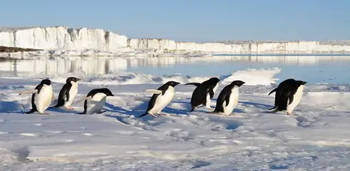 google penguin mise a jour Copy