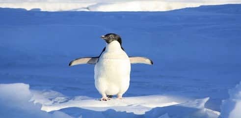 google penguin banquise Copier