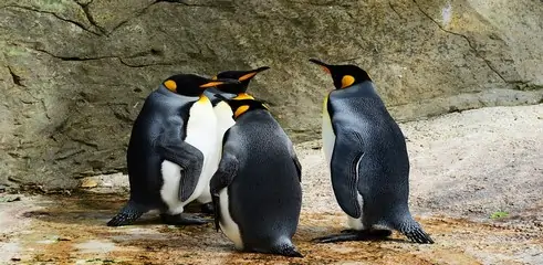 google penguin 4