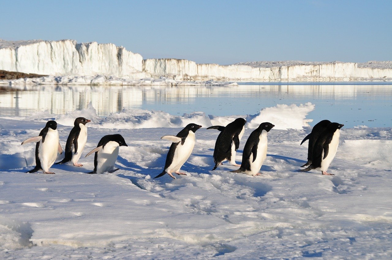 google-penguin-mise-a-jour
